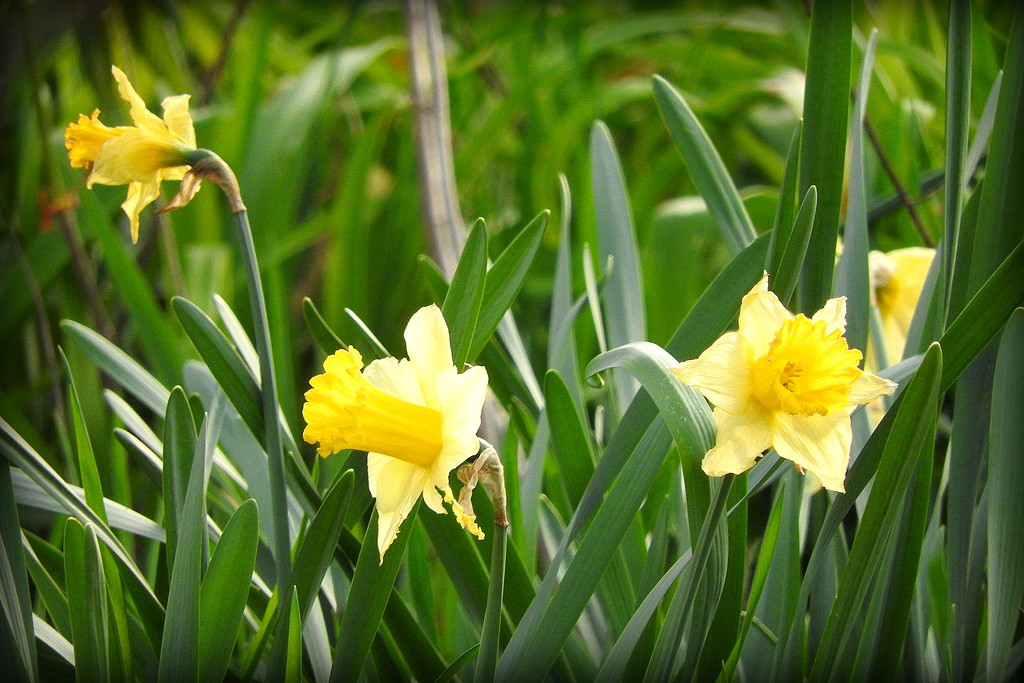 Daffodils by homeschoolmom