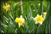 20th Apr 2018 - Daffodils
