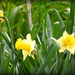 Daffodils by homeschoolmom