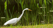 22nd Apr 2018 - One More Drive By Egret!