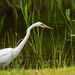 One More Drive By Egret! by rickster549