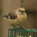Mockingbird With Attitude! by rickster549