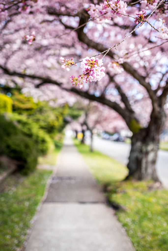 Blossom Street by kwind