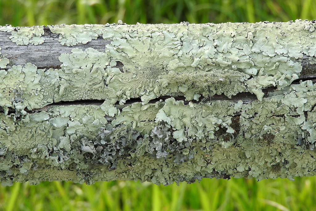 Is there any fencing under that lichen? by homeschoolmom