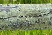 17th Apr 2018 - Is there any fencing under that lichen?