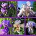 Irises in bloom by homeschoolmom