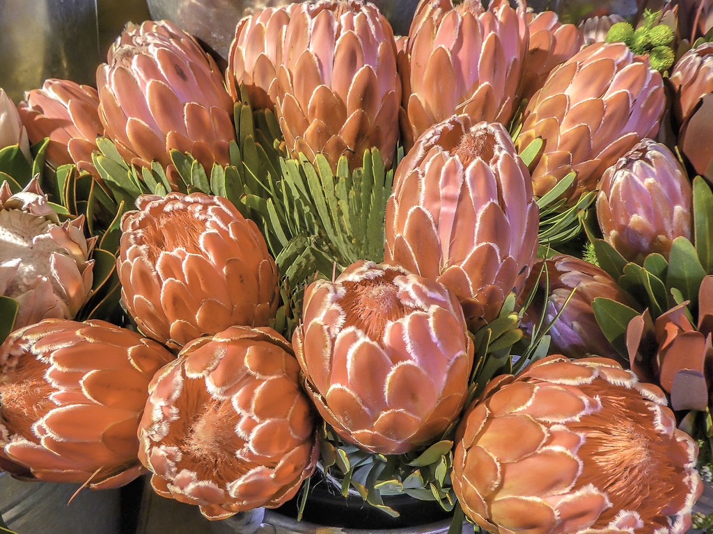 The last of the "stolen" Proteas. by ludwigsdiana