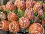 23rd Apr 2018 - The last of the "stolen" Proteas.