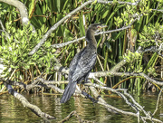 23rd Apr 2018 - Cormorant posing