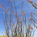 More Desert Blooms by harbie