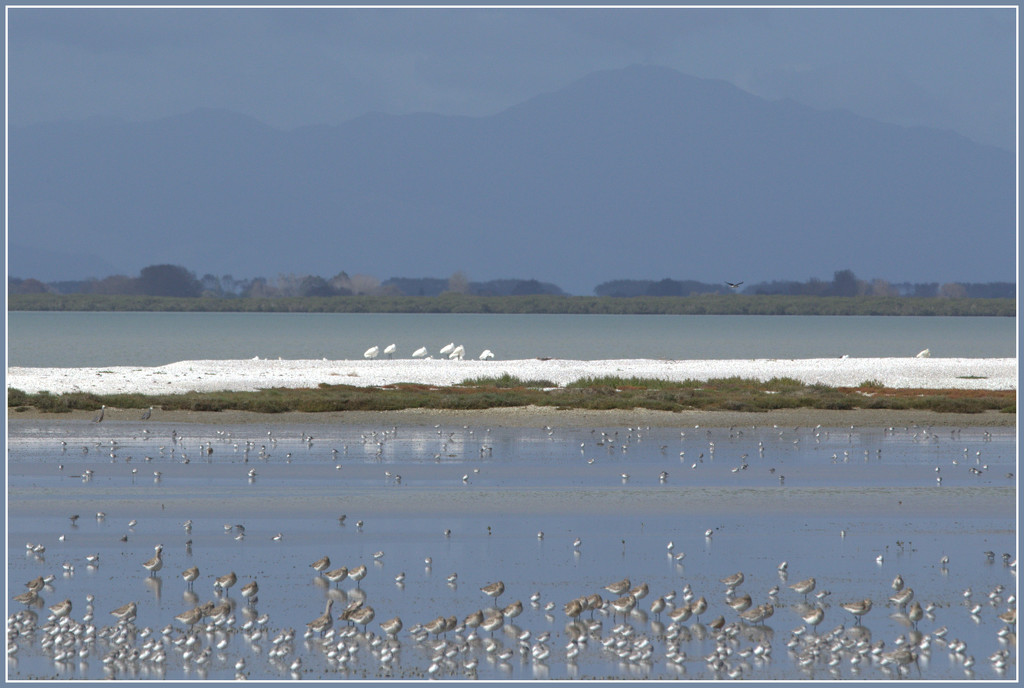 Royal spoonbills by dide