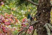 23rd Apr 2018 - New Zealand Wood Pigeon