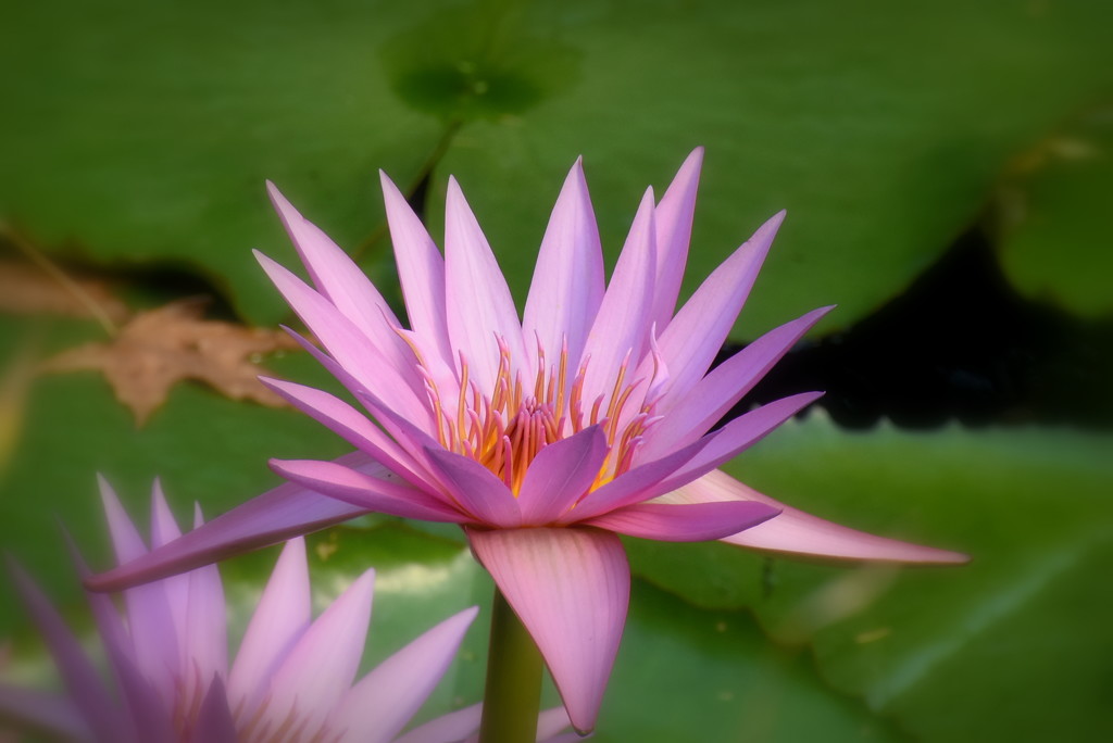 Water Lily by nickspicsnz