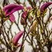 Magnolias by swillinbillyflynn