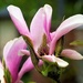 Short Life of Blossom by carole_sandford