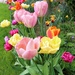 Tulip Border by phil_sandford