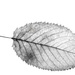Leaf by netkonnexion