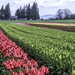 Tulip Land by 365karly1