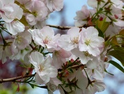 23rd Apr 2018 - Cherry Blossom
