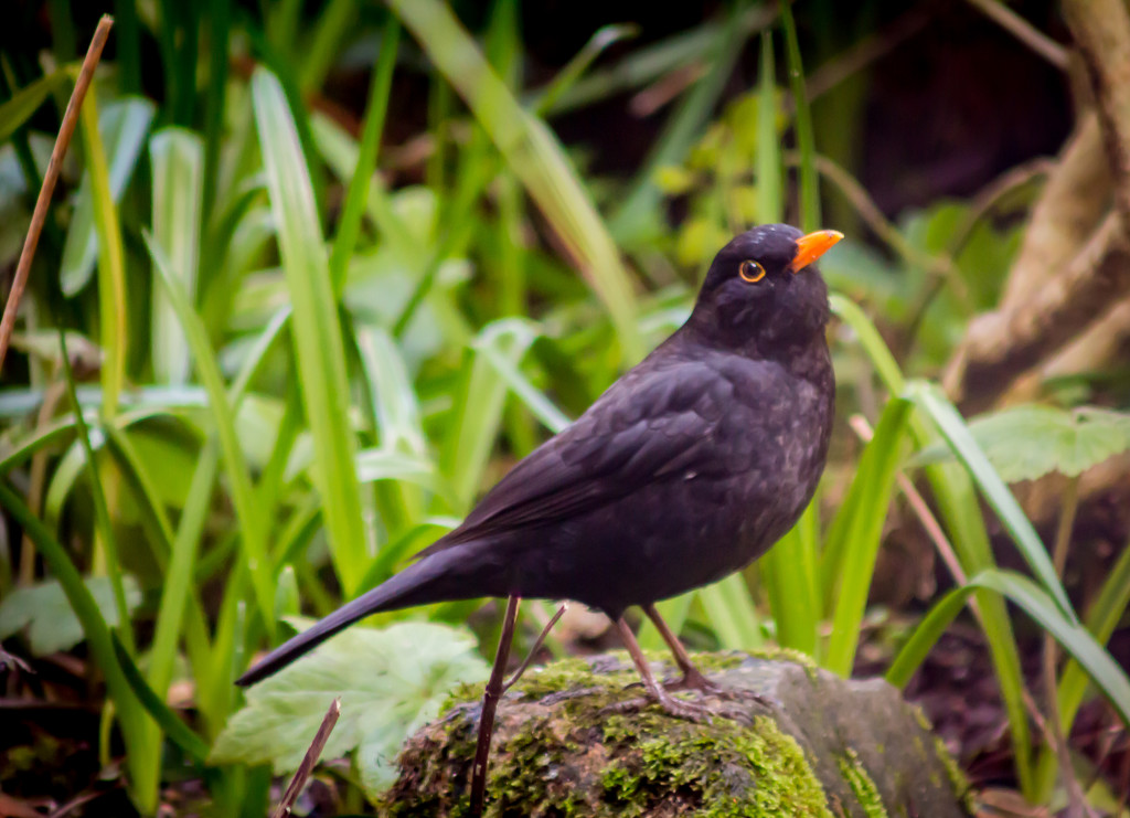 Blackbird by swillinbillyflynn