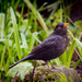 Blackbird by swillinbillyflynn
