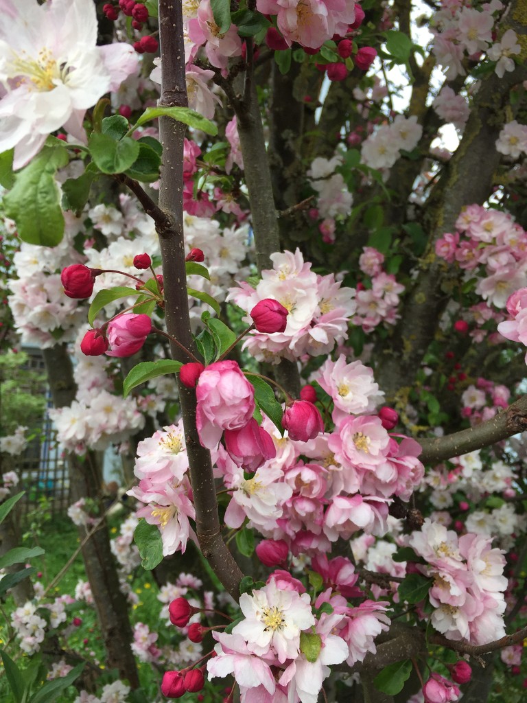 Apple tree in bloom by ninihi