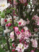 23rd Apr 2018 - Apple tree in bloom