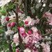 Apple tree in bloom by ninihi