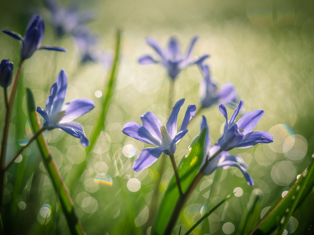 In the morning dew by haskar