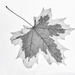 Variegated Leaf by netkonnexion