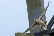 23rd Apr 2018 - Kestrel with large catch