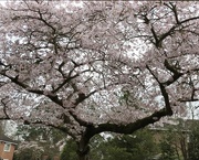 9th Apr 2018 - Blossom Canopy