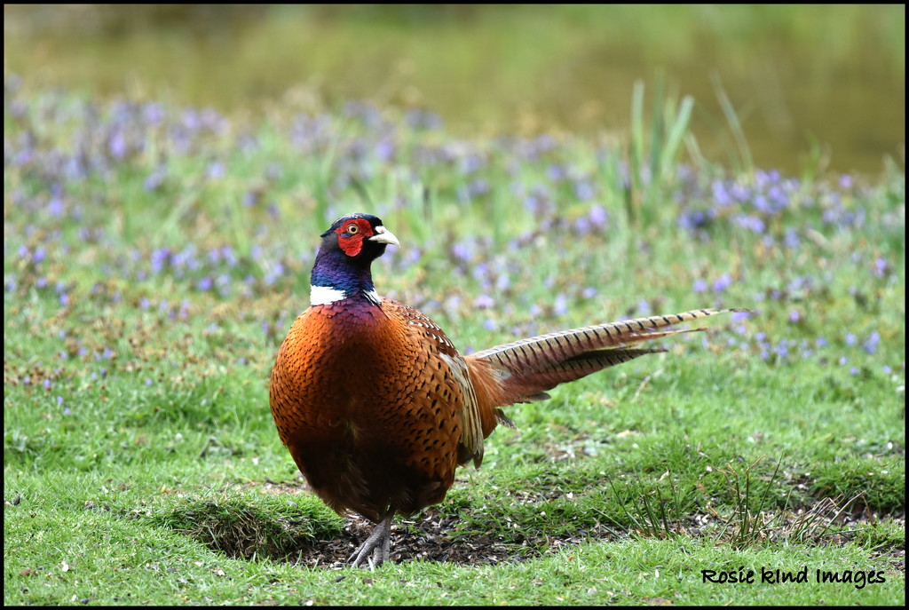 A magnificent pheasant by rosiekind