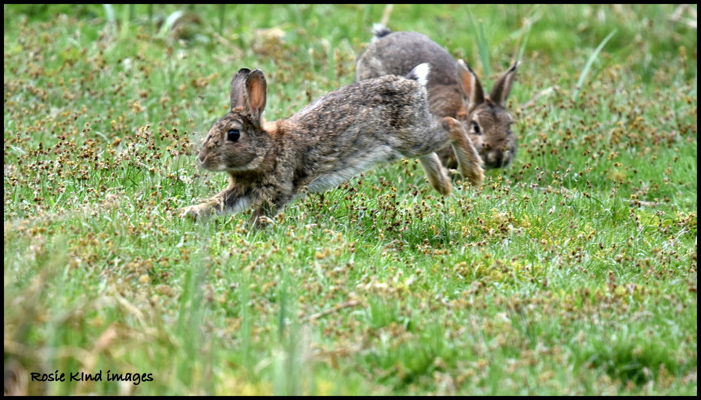 Playful bunnies by rosiekind