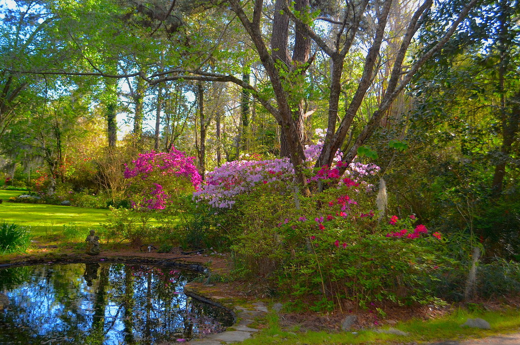 Spring colors at Magnolia Gardens by congaree