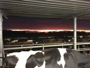 7th Apr 2018 - Sunrise in the milking shed