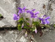 23rd Apr 2018 - Violets