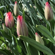 23rd Apr 2018 - Tulips 