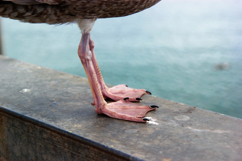 Gull Feet by cookingkaren