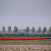 A thin red line. by pyrrhula