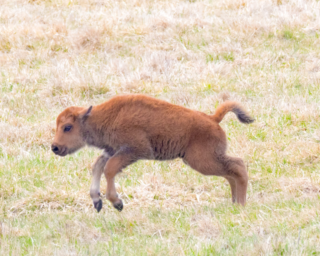 Calf Leaping Closeup by rminer