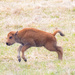 Calf Leaping Closeup by rminer