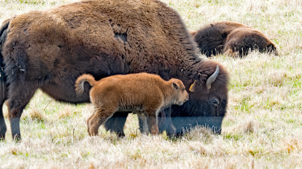 Bison Calf Whispering by rminer
