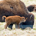Bison Calf Whispering by rminer