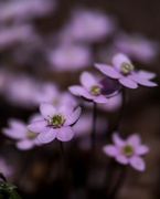 23rd Apr 2018 - hepatica portrait front and off center