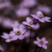 hepatica portrait front and off center by rminer