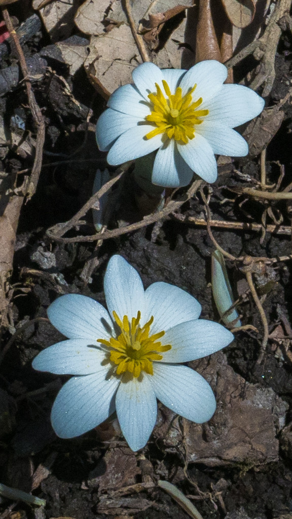 Bloodroot Pair Tall by rminer