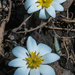 Bloodroot Pair Tall by rminer