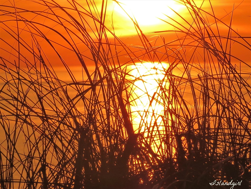 Sunset Grasses  by radiogirl