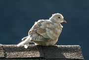 23rd Apr 2018 - The Prettiest Dove in Town
